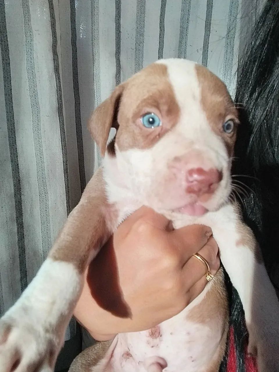 Filhote pitmonster/pitbull