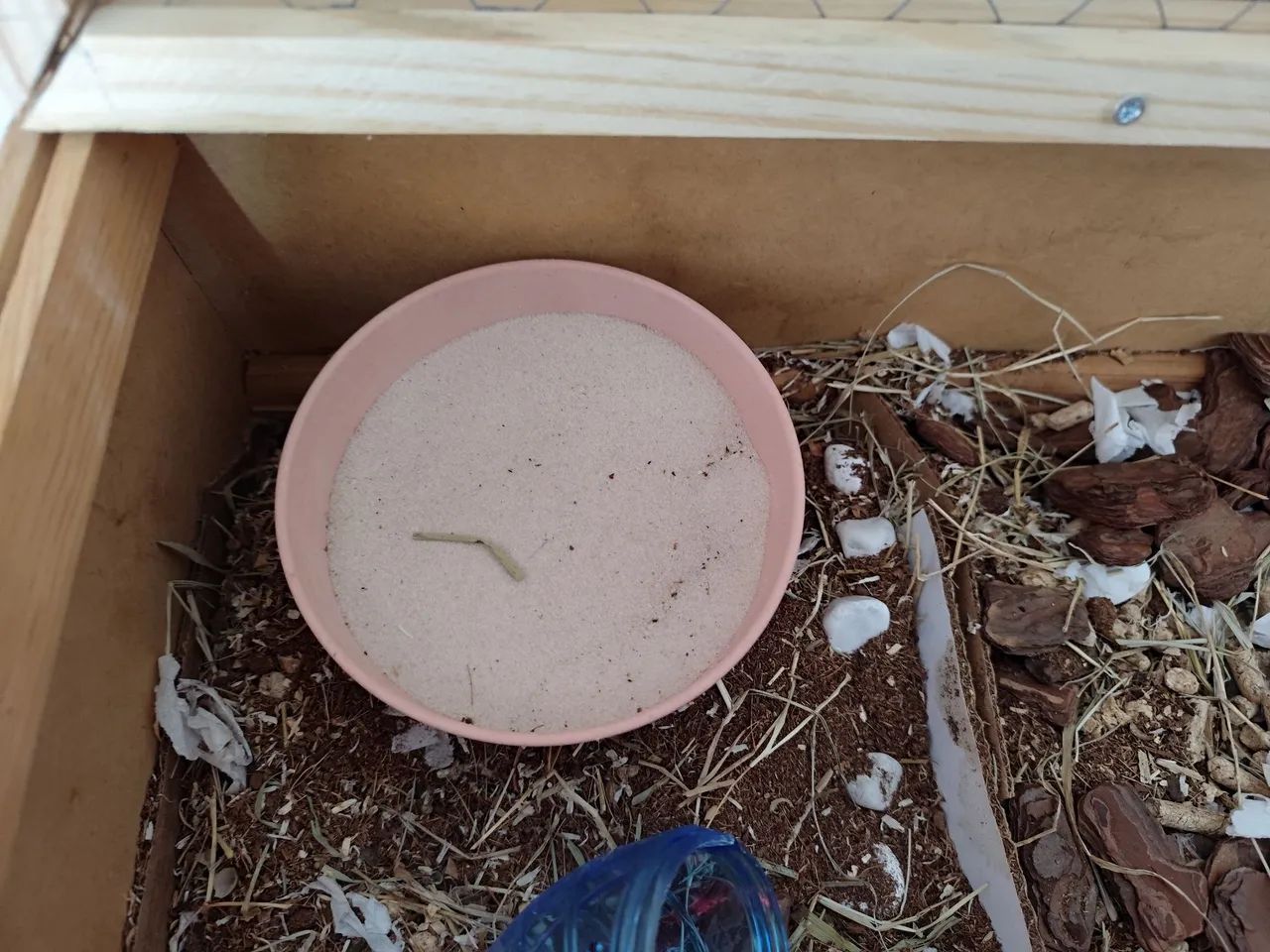 Terrário  - Foto 4