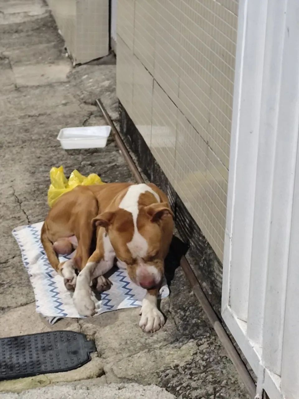 Doação de Pitbull - Foto 3