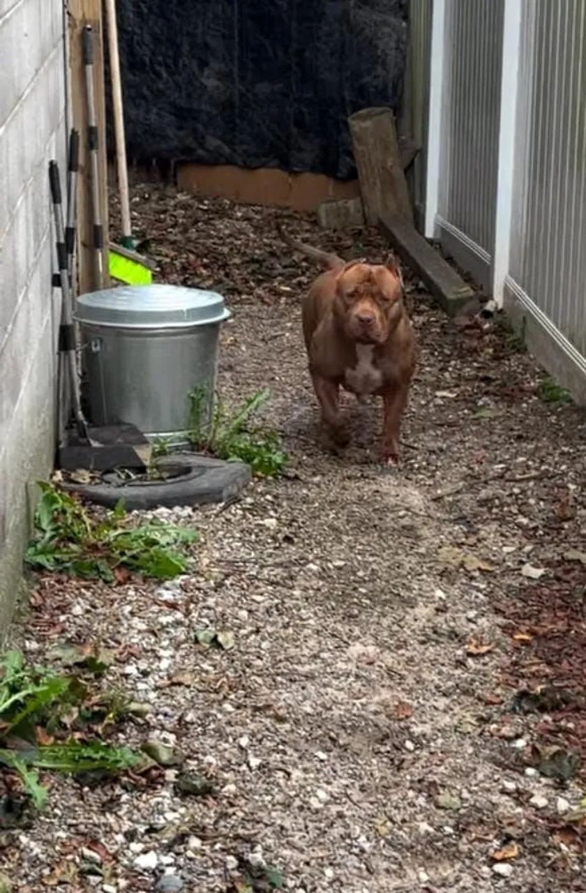 American Bully com Pit Monster  filhotes  - Foto 4