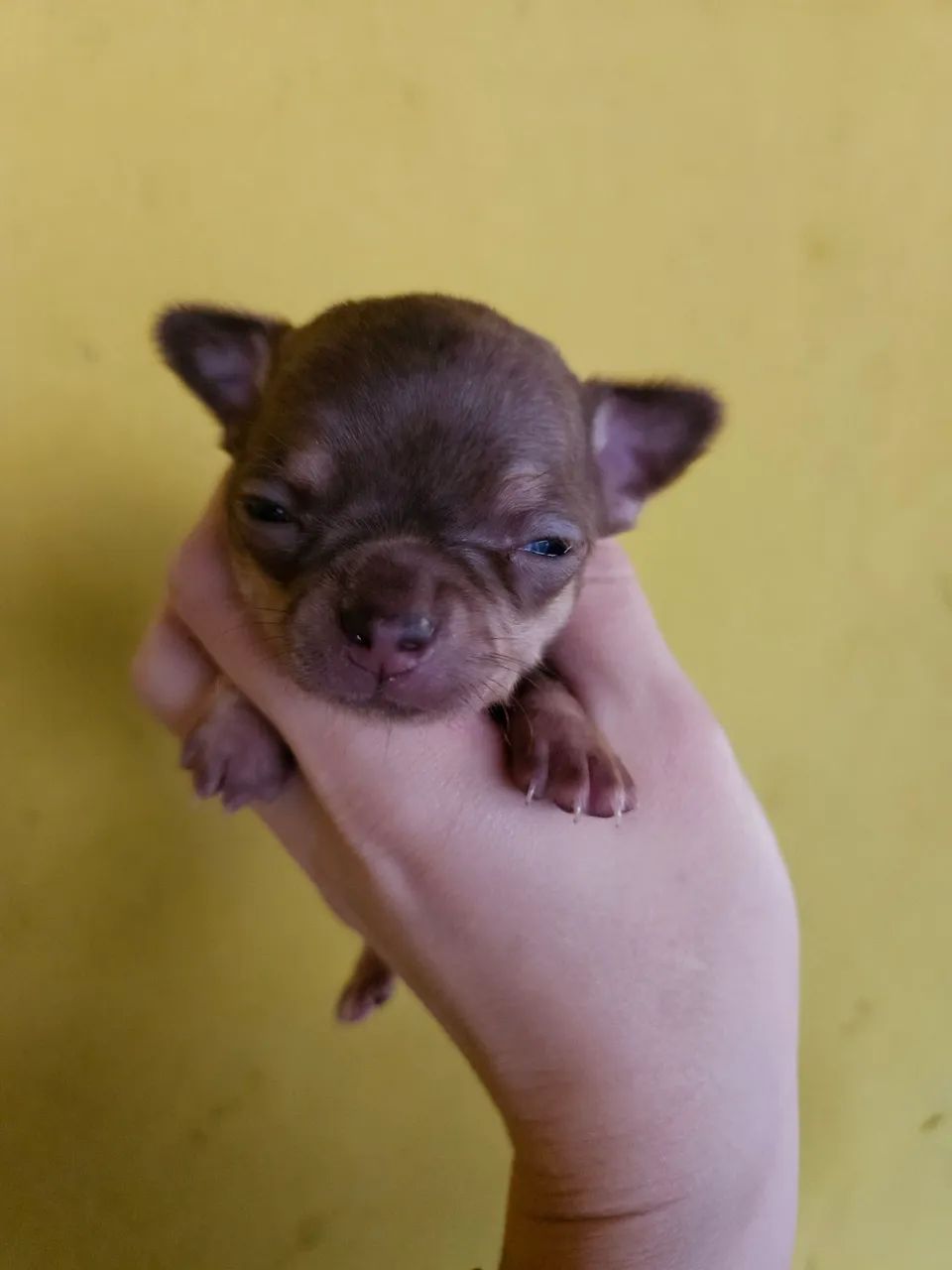 Chihuahua MACHO PELO CURTO - Foto 4