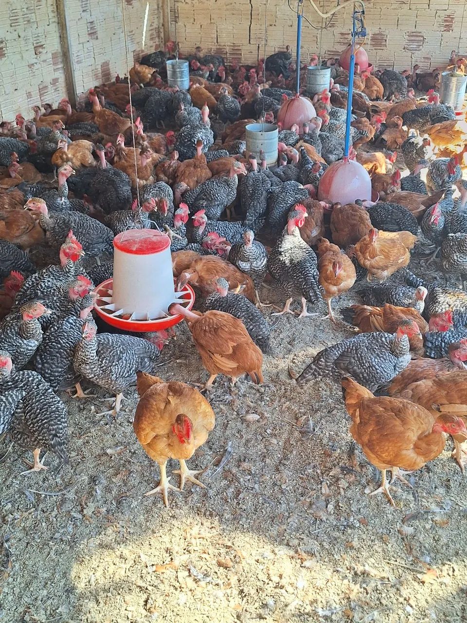 Venda Frango e Frangas  - Foto 3