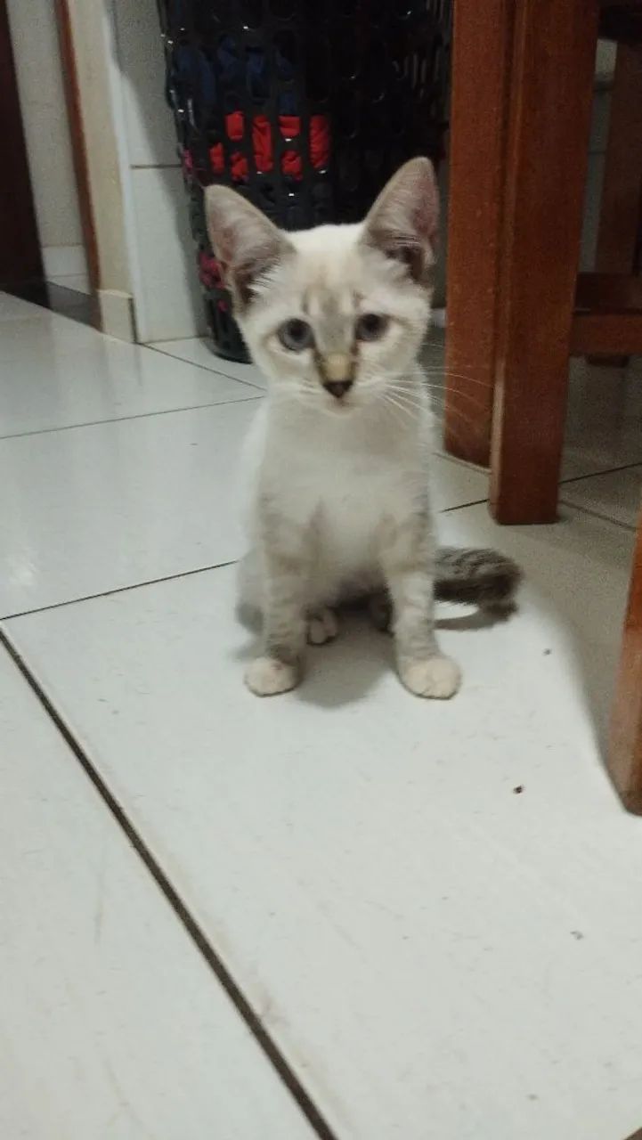 Doação de gatinha  - Foto 3