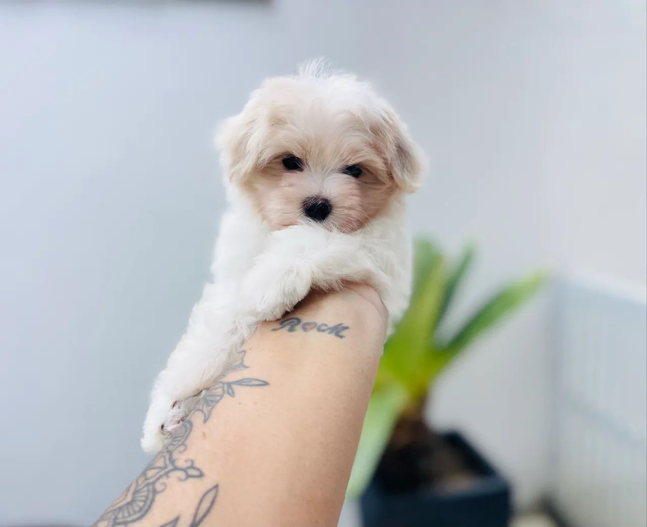 Mini maltês macho com pedigree 