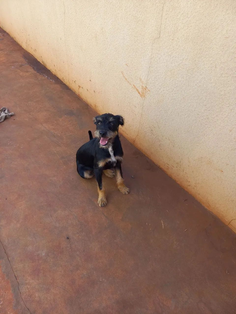 Doação de cachorro - Foto 2