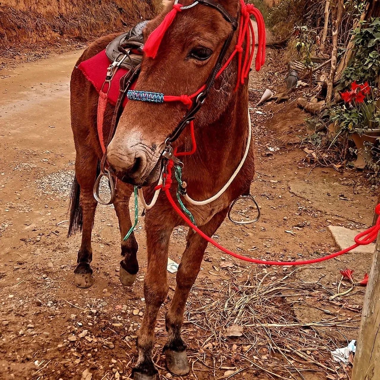 Vendo burro - Foto 4