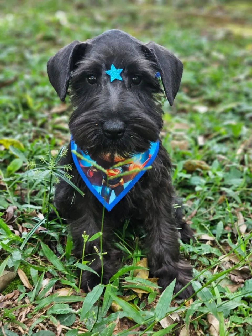 Lindos Filhotes de Schnauzer Miniatura 