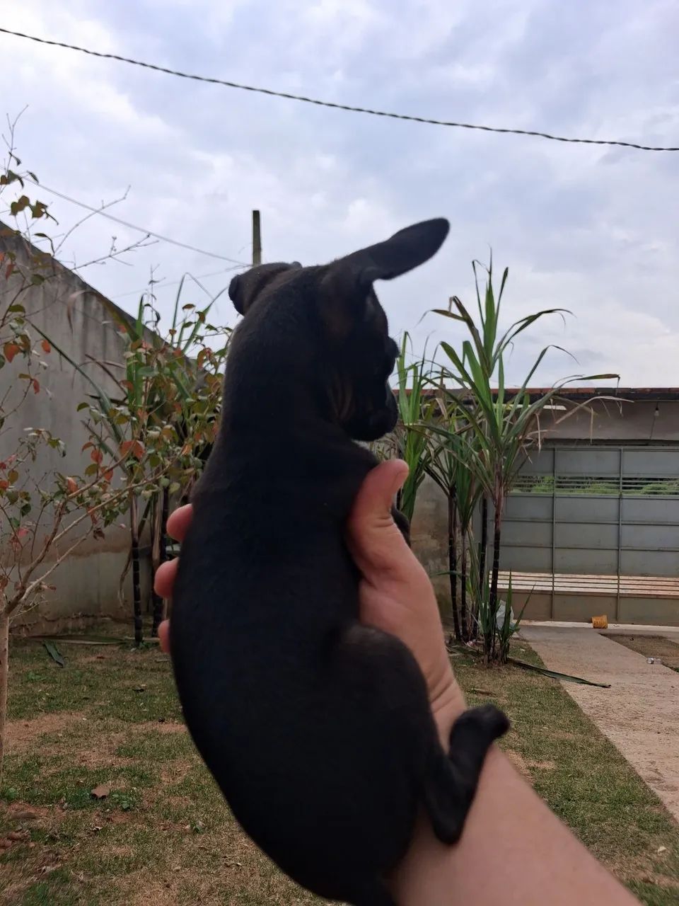 Casal pincher - Foto 2