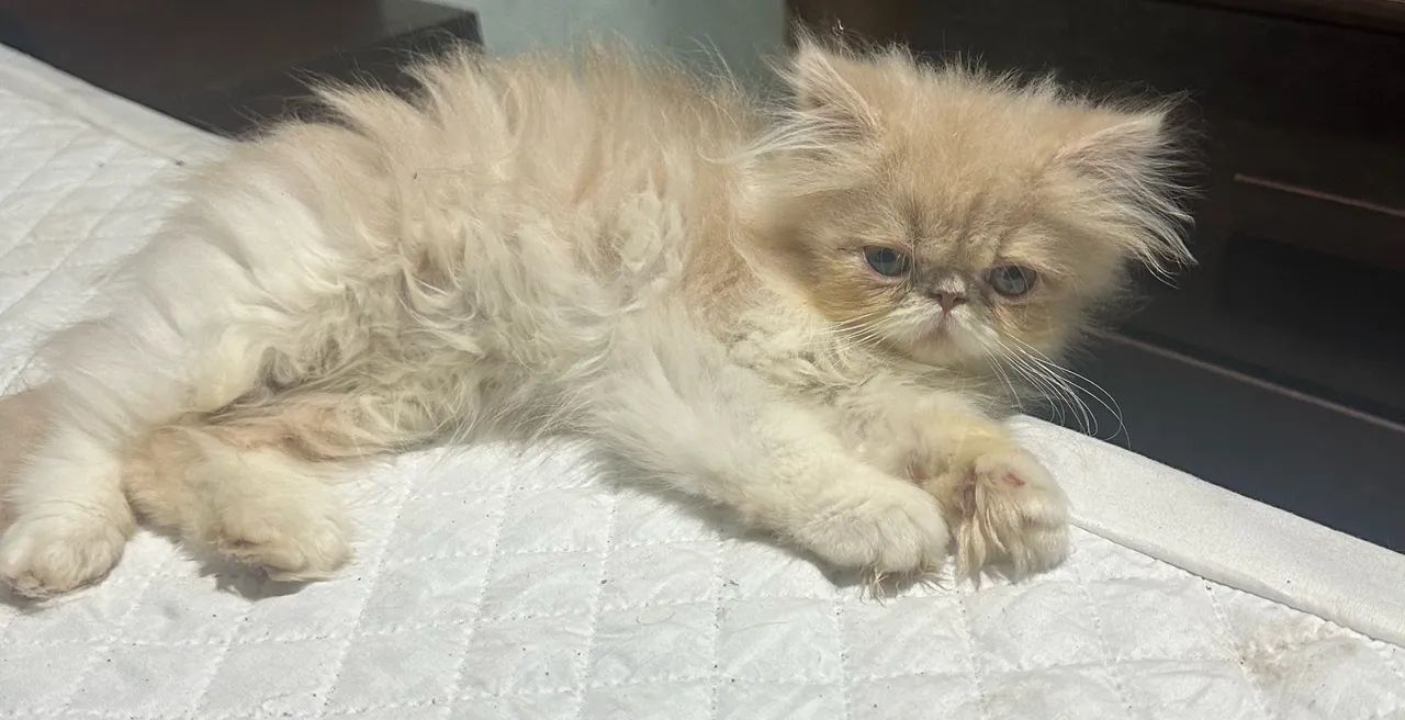 Gato persa 