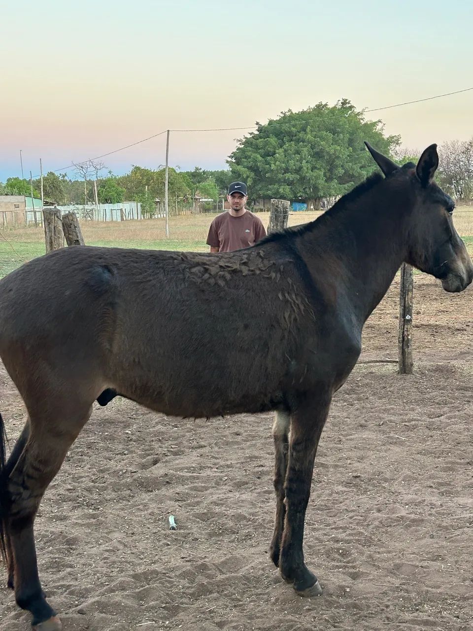Burro bom de cela