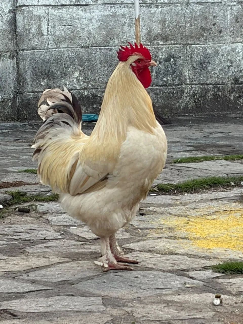 Galo Brahma 