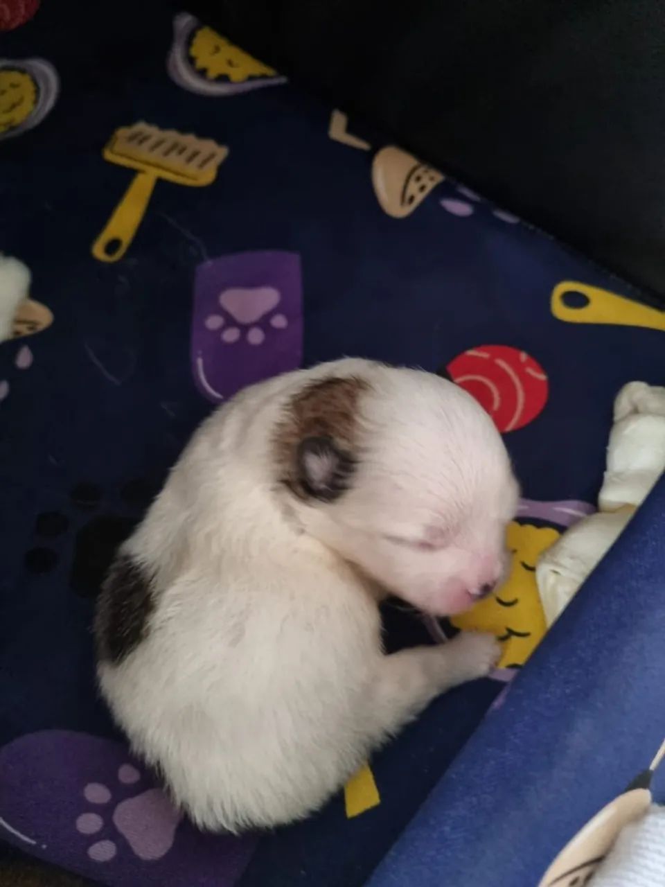 Vendo filhotes Spitz Alemão - Foto 2