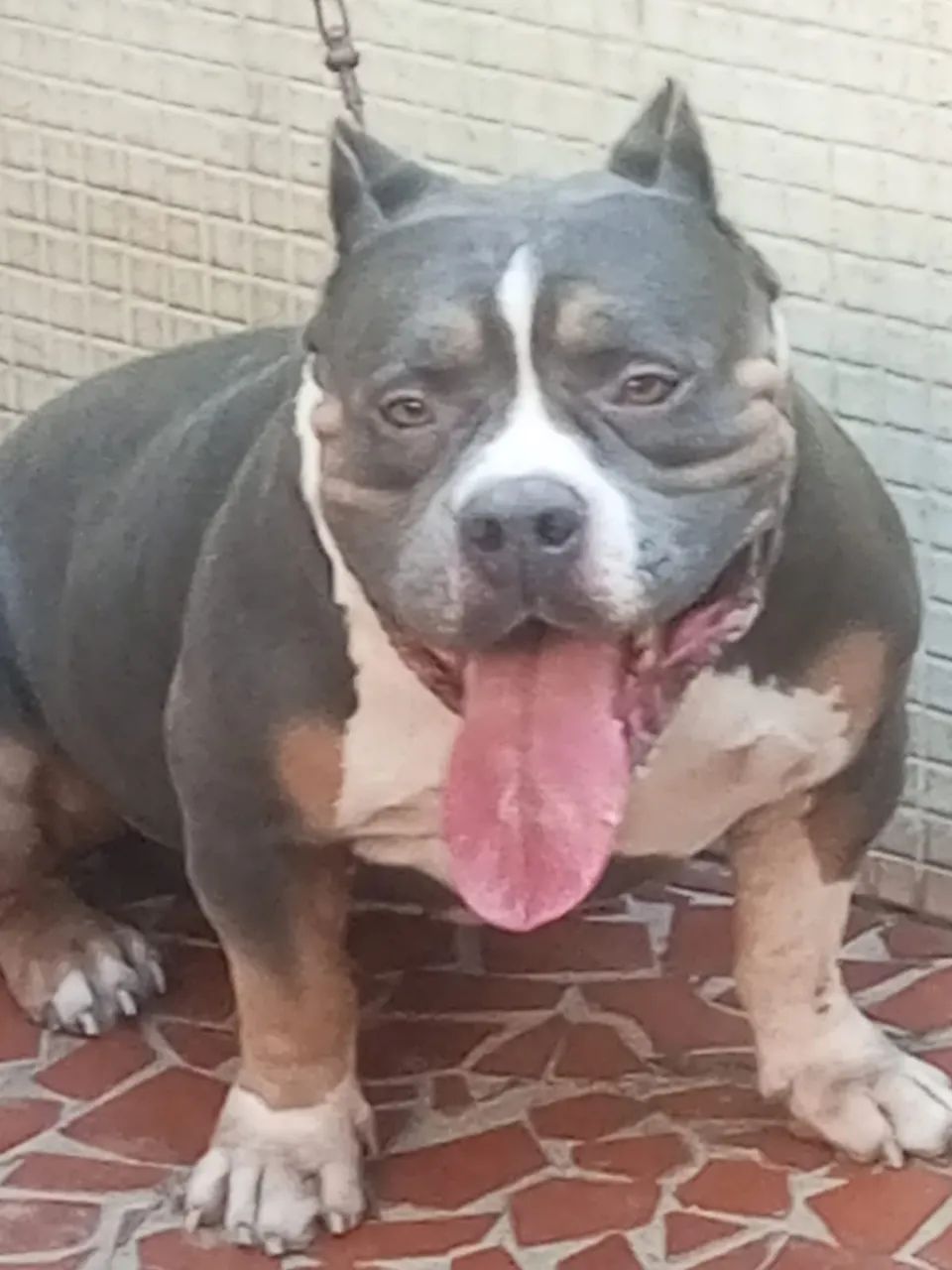 American bully tri blue macho - Foto 2