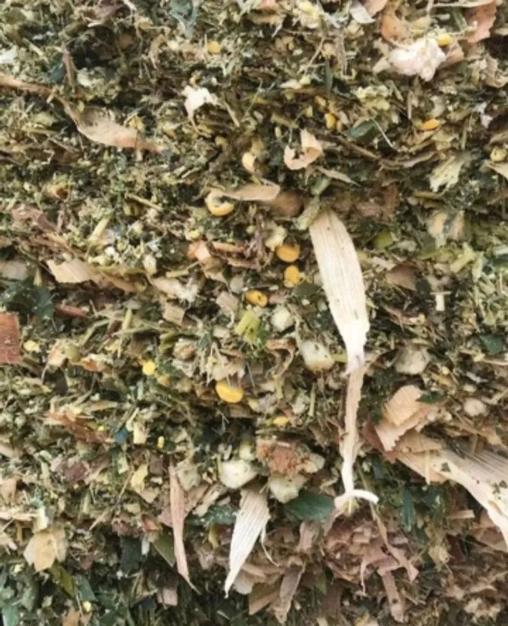 Silagem de milho ensacada  - Foto 2