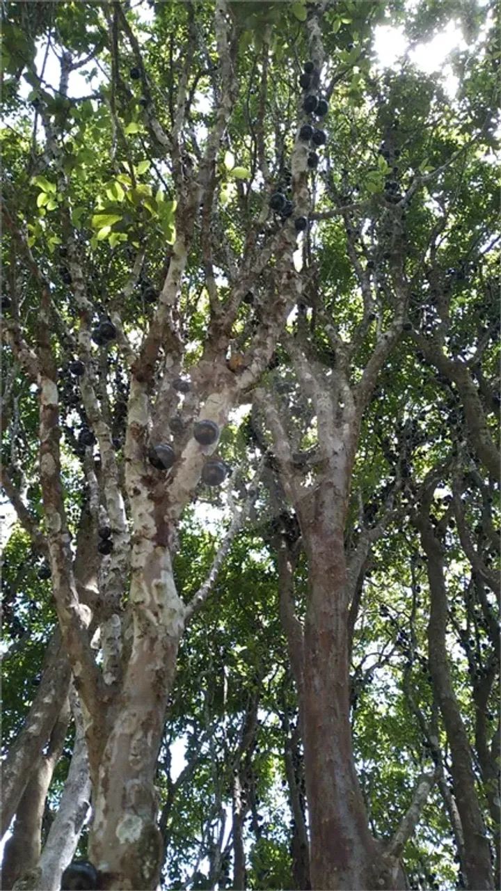 Chácaras Copaco, 300m² Arujá - SP - Foto 2
