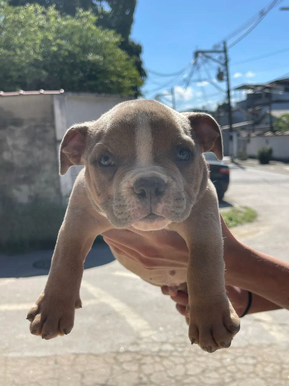 Animais  - Foto 4