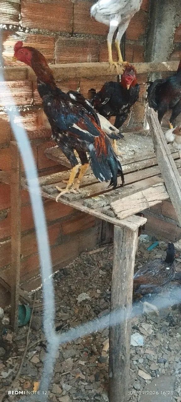 Frangos mura.