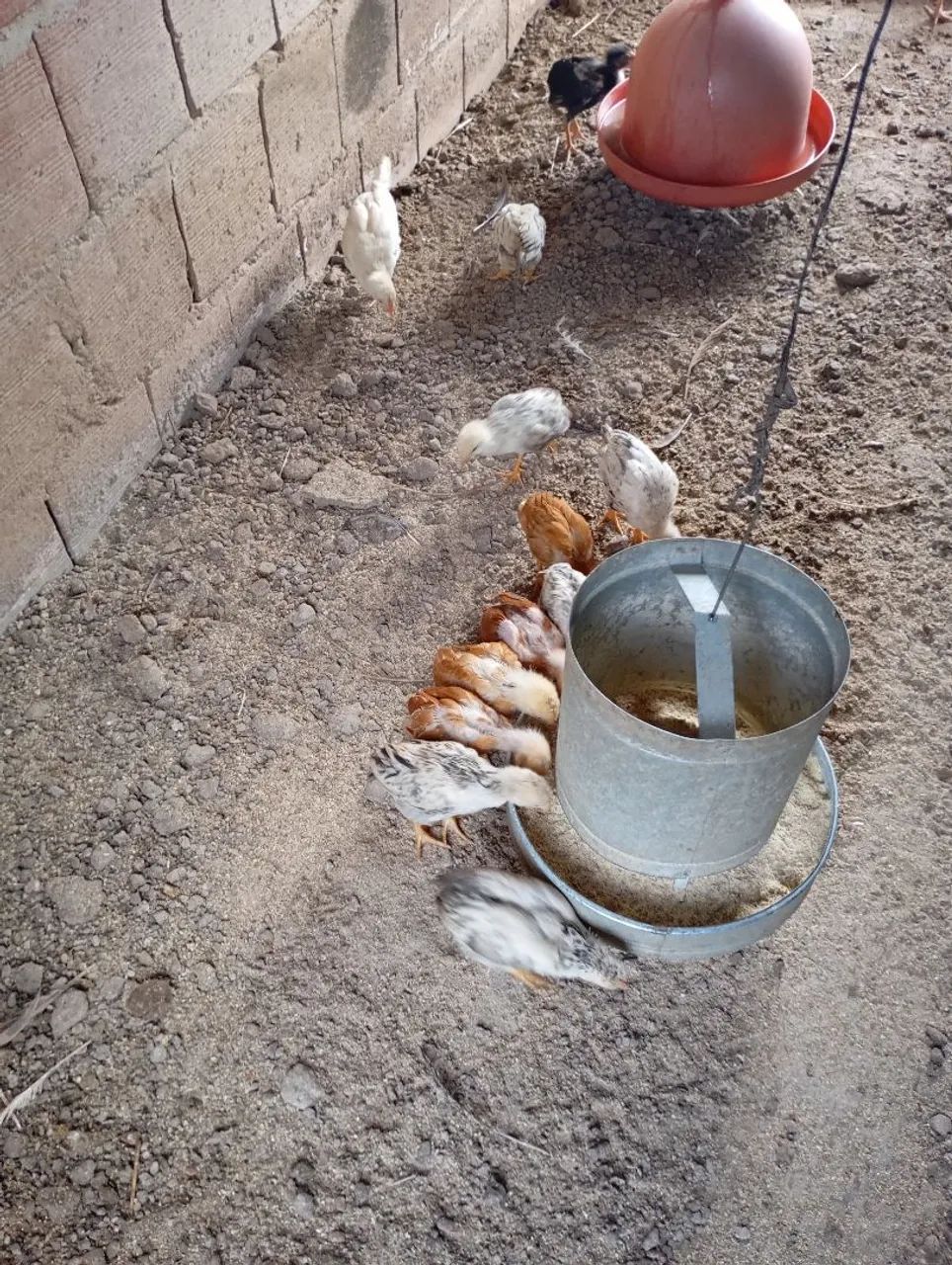 Vendo galinhas caipira  - Foto 5