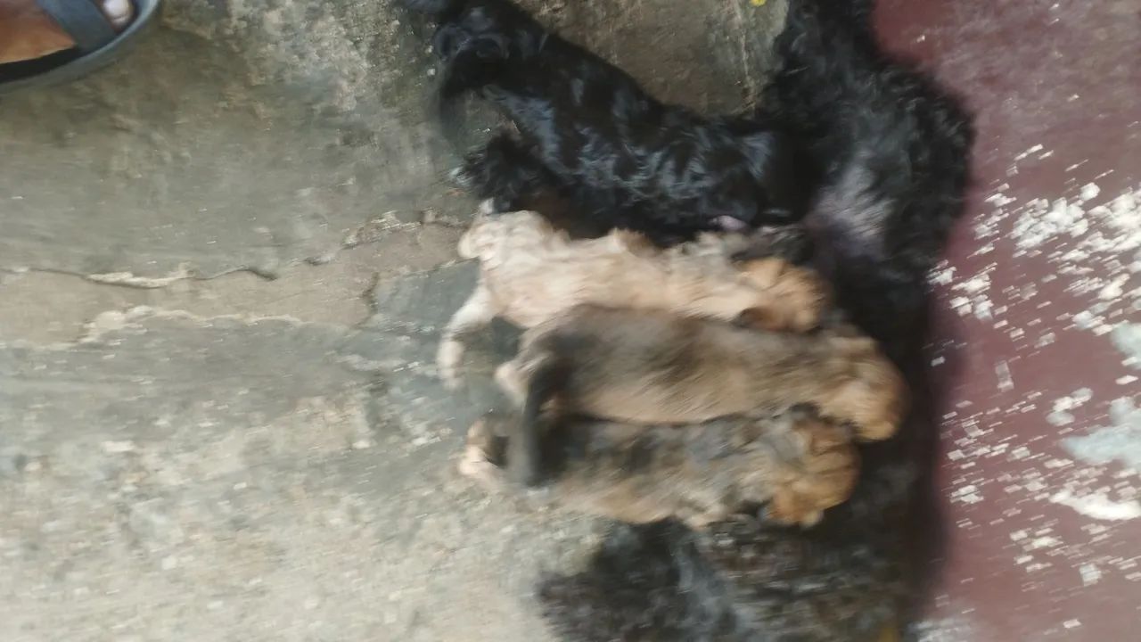 Vende se cães  - Foto 4