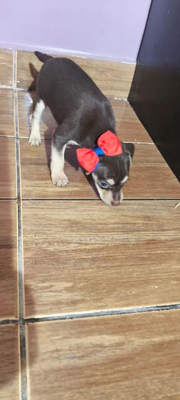 Pinscher macho  - Foto 3