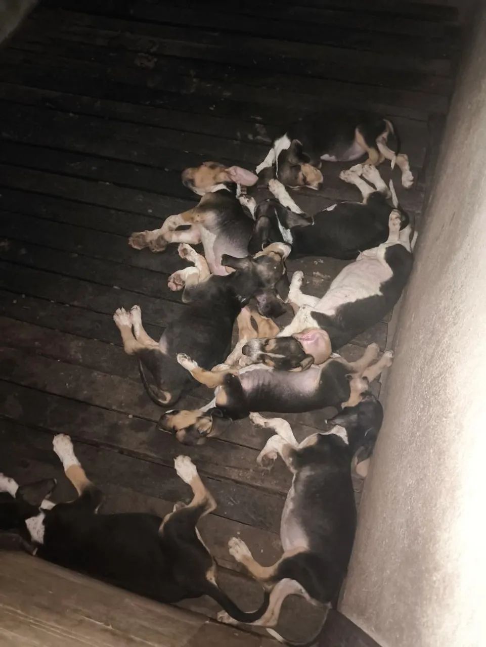Cachorro Fox hounds americanos - Foto 5
