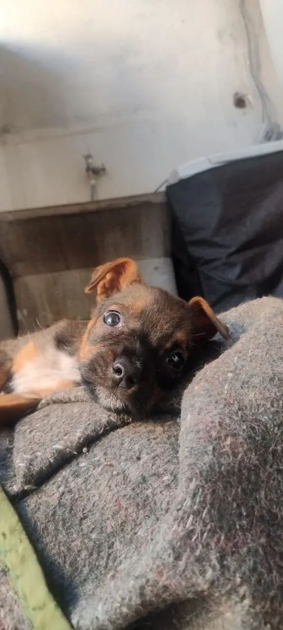 ? Informações sobre o cachorro: - Foto 3
