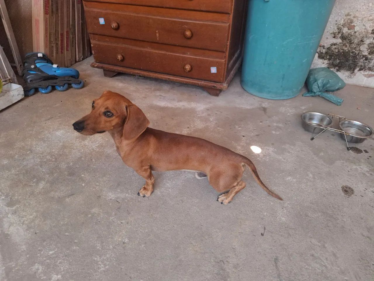 Troca de cachorro Salsicha - Foto 2