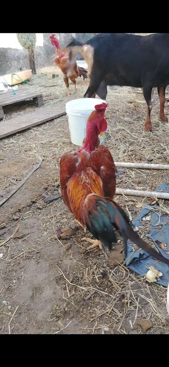 Frango  - Foto 3