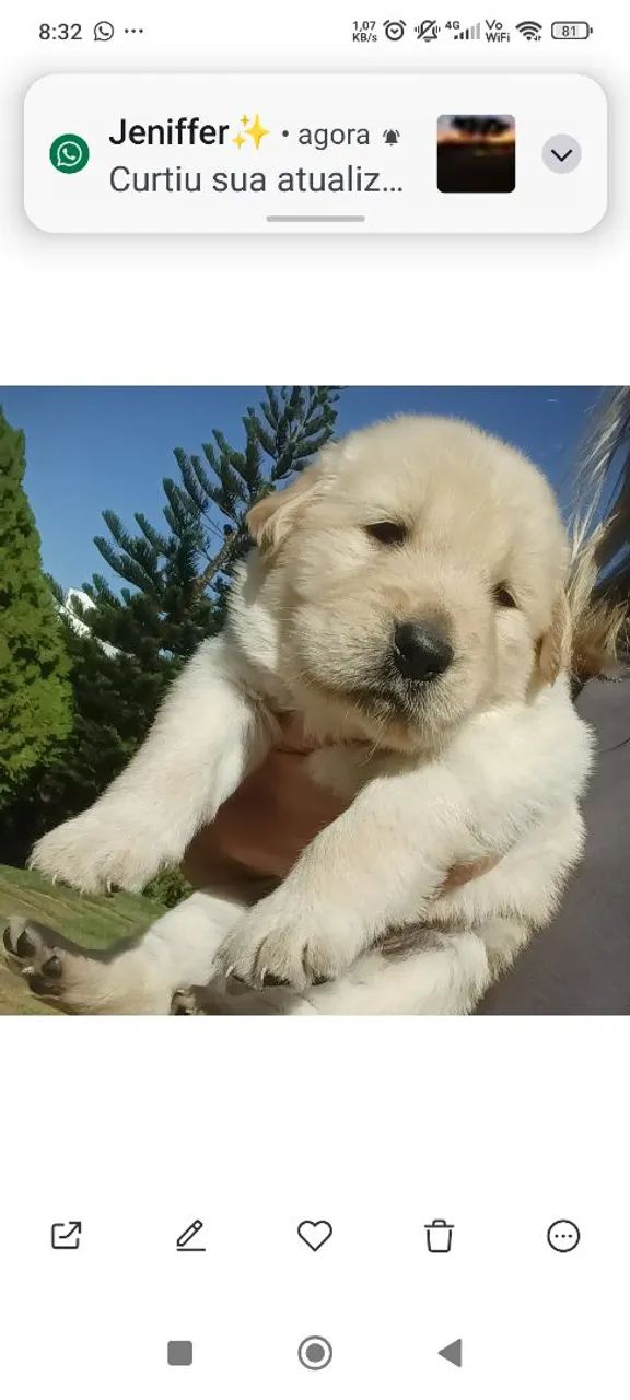 Golden Retriever