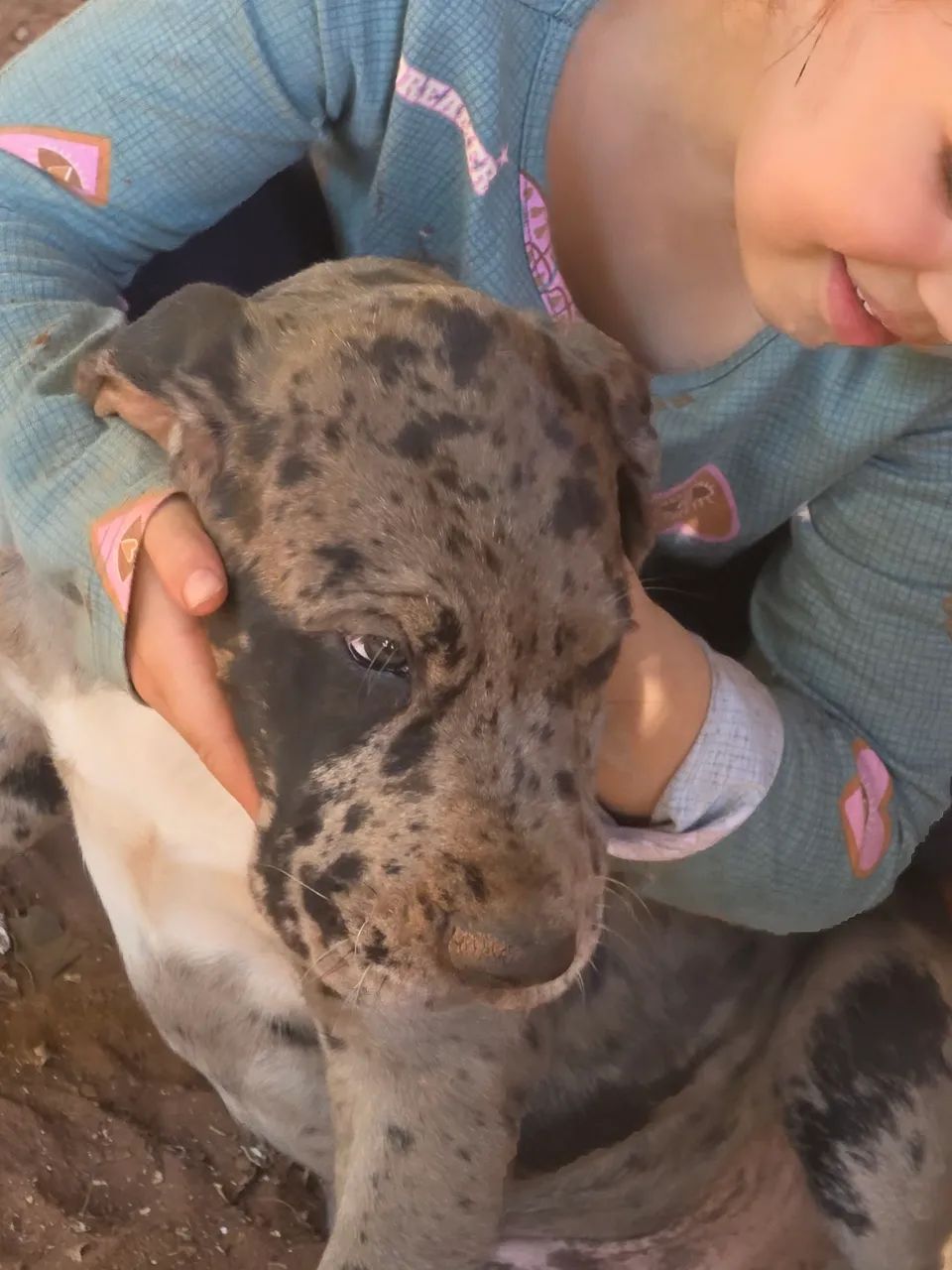 DOGUE ALEMÃO  - Foto 4