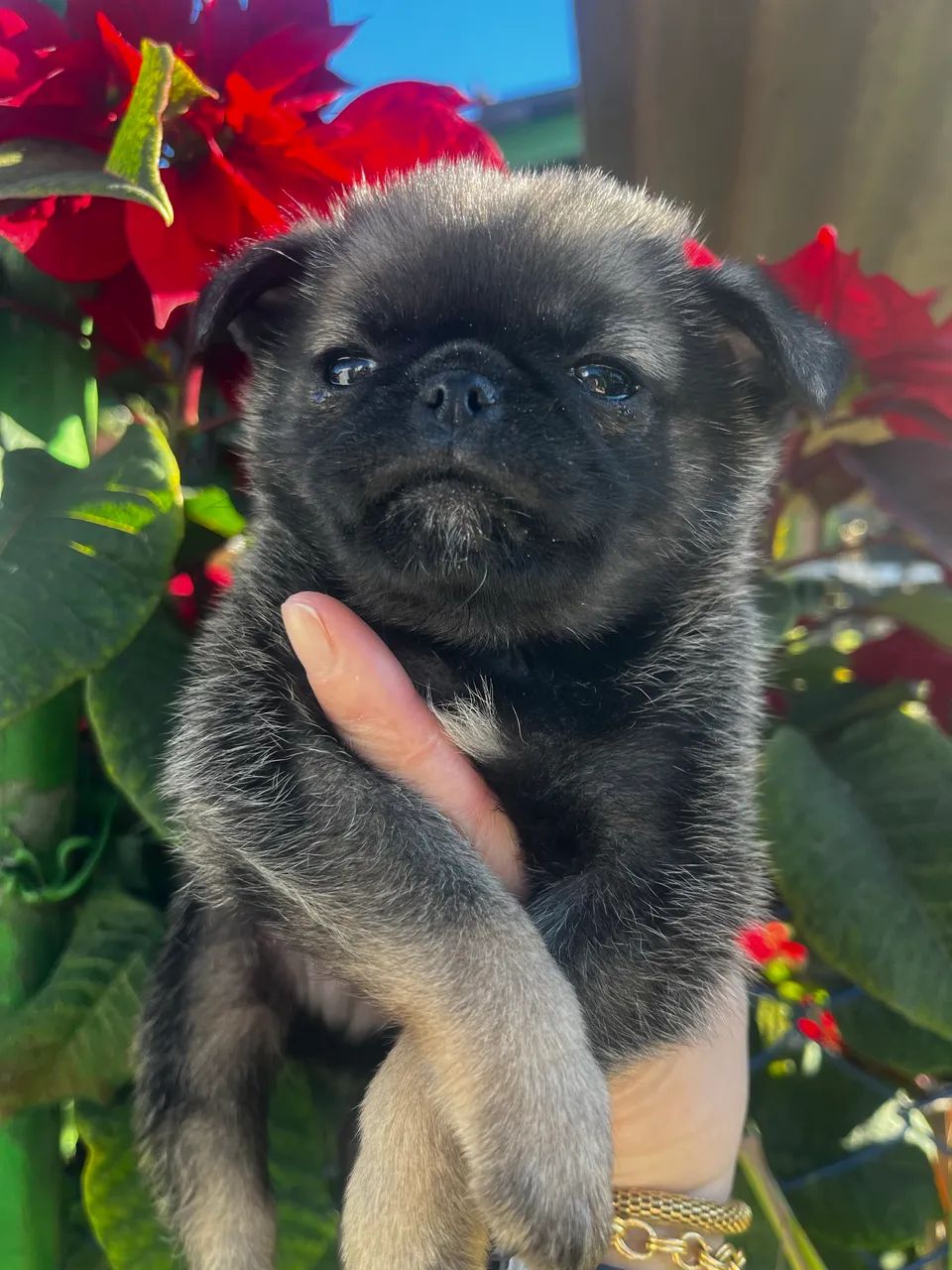 Lindos bebês de pug  com Spitz 