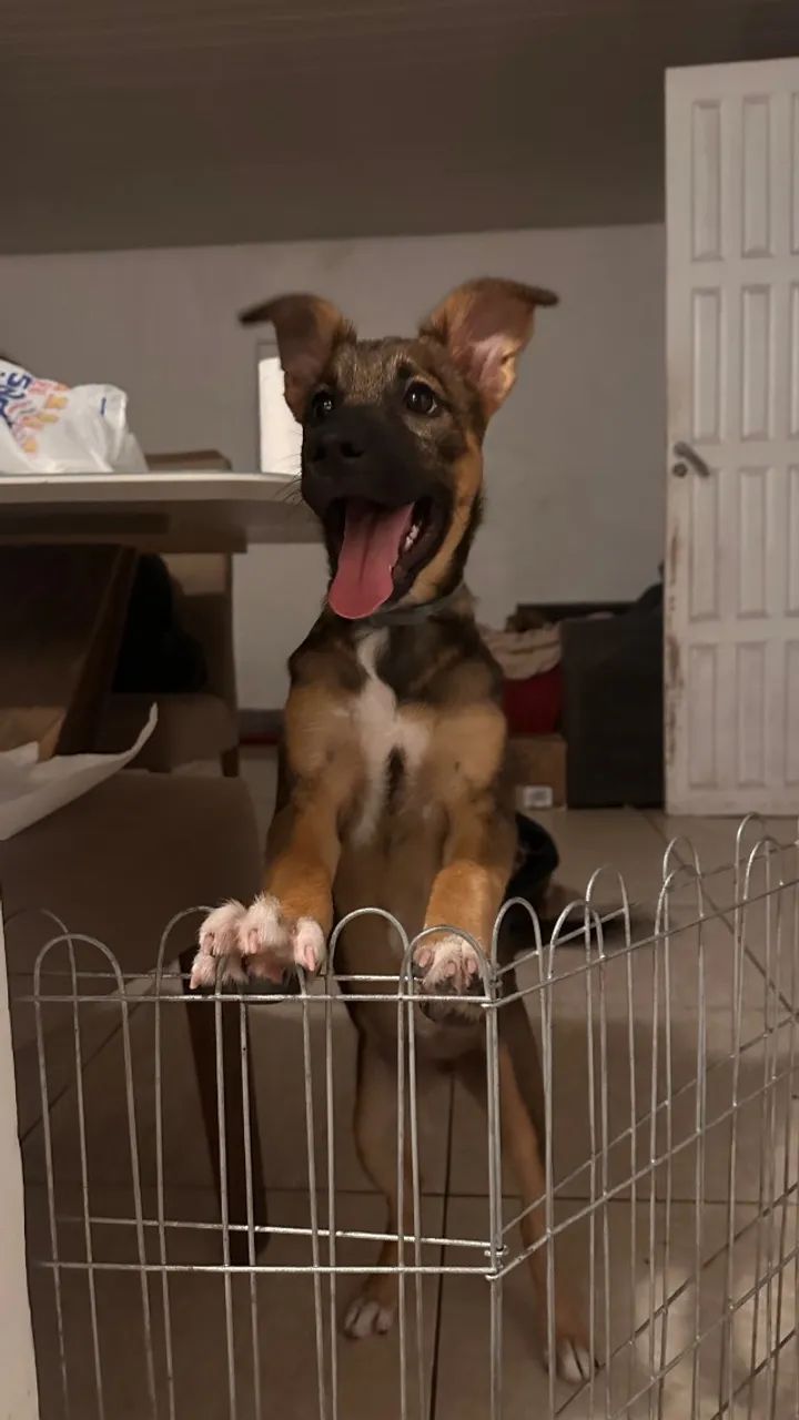 Cachorro