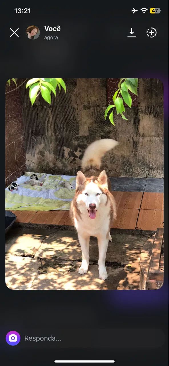 Husky Macho Filhote  - Foto 2