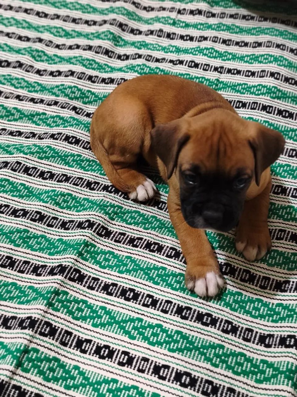 Filhote de Boxer - Foto 4