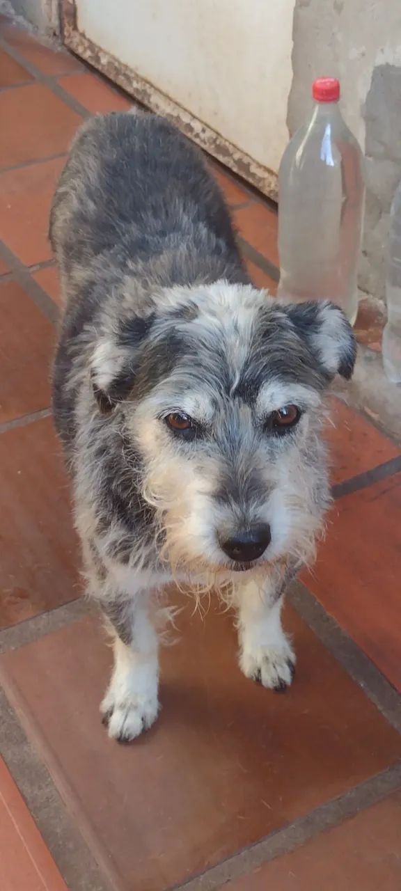 pet