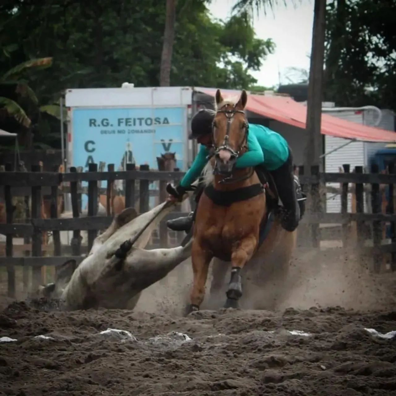 CAVALO DE DIREITA  - Foto 2