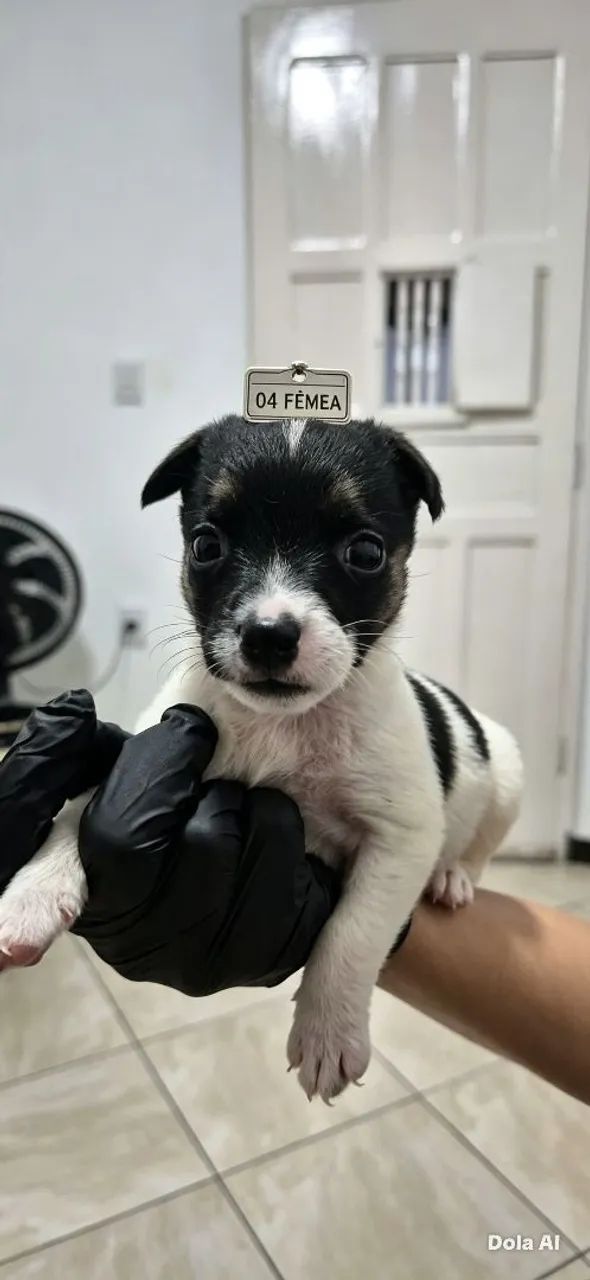 Jack Russell Terrier - Foto 4