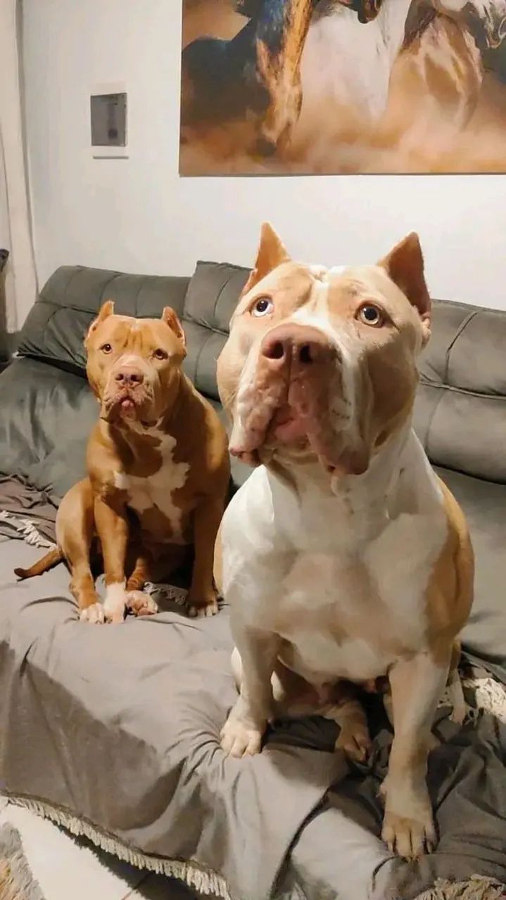 Pitmoster pedigre