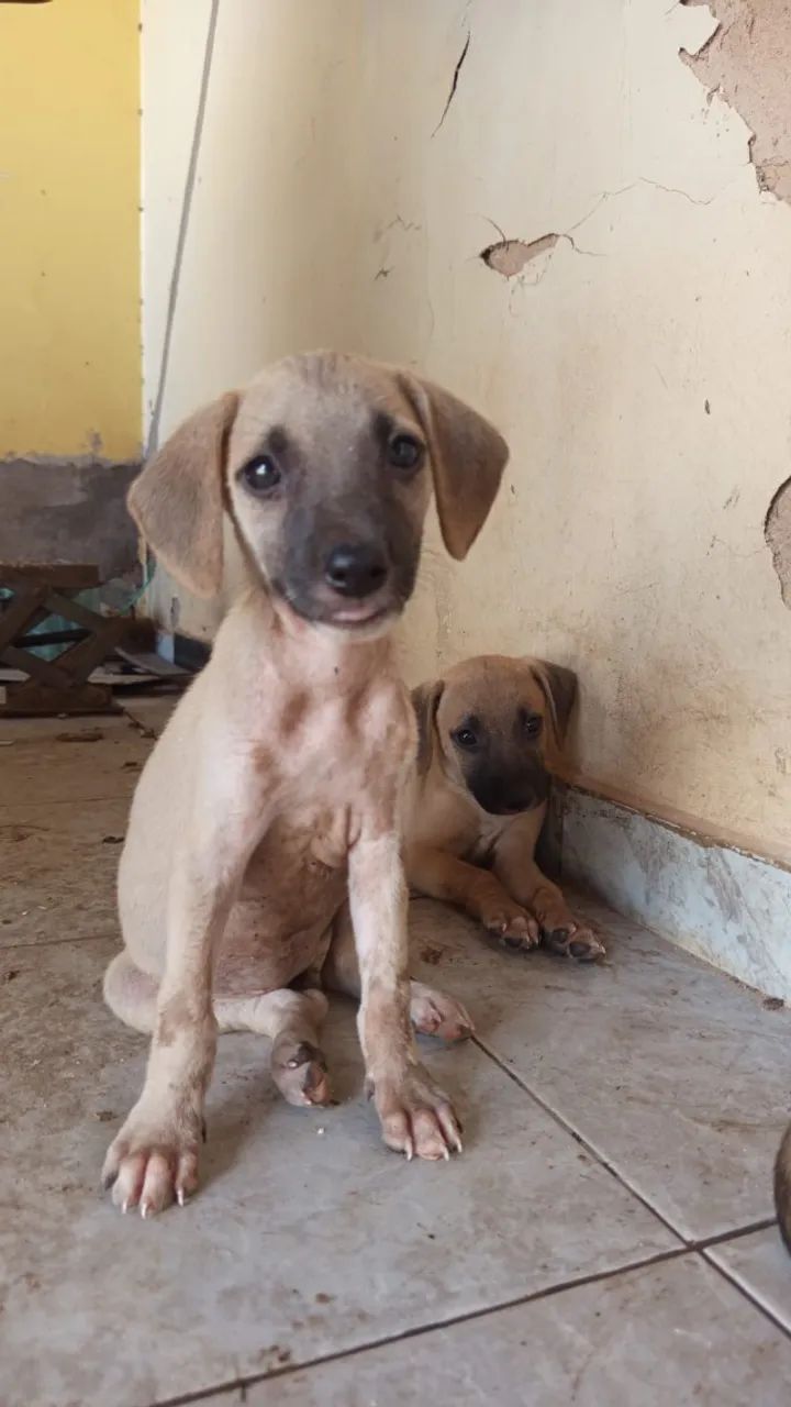 Doação de cadelas - Foto 4