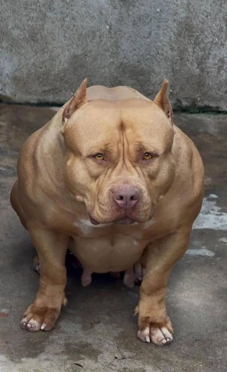 American Bully com Pit Monster  filhotes  - Foto 3