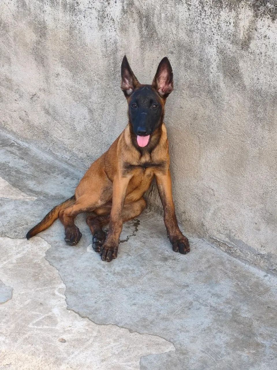 Pastor belga fêmeas CBKC  - Foto 5