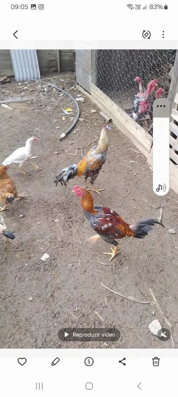 Vendo lindos frangos índios.  - Foto 4