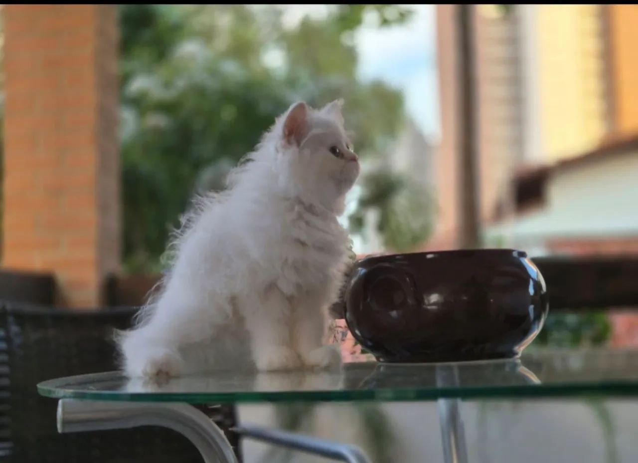 Vendo lindos filhotes de gato persa - Foto 3