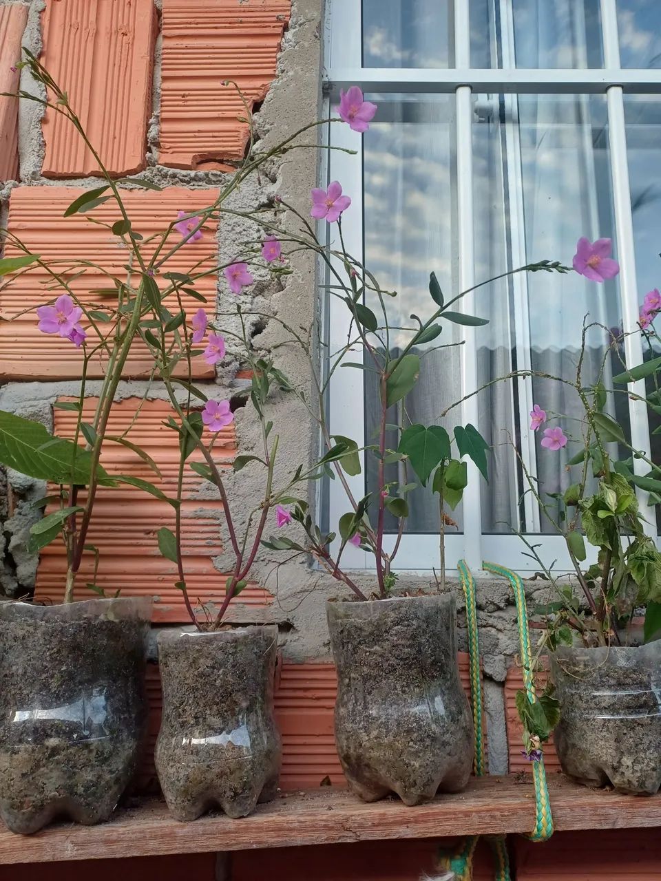 Beldroega Graúda mudas de plantas 