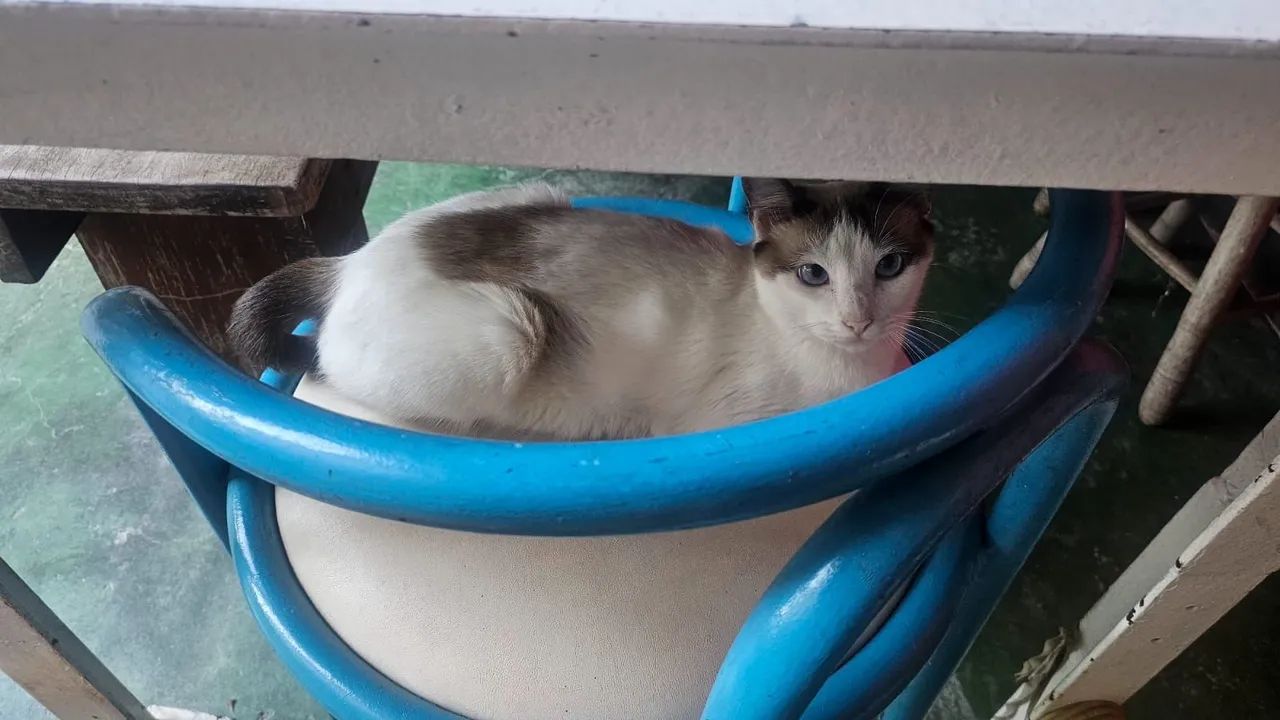 Doa se gatinha  - Foto 3
