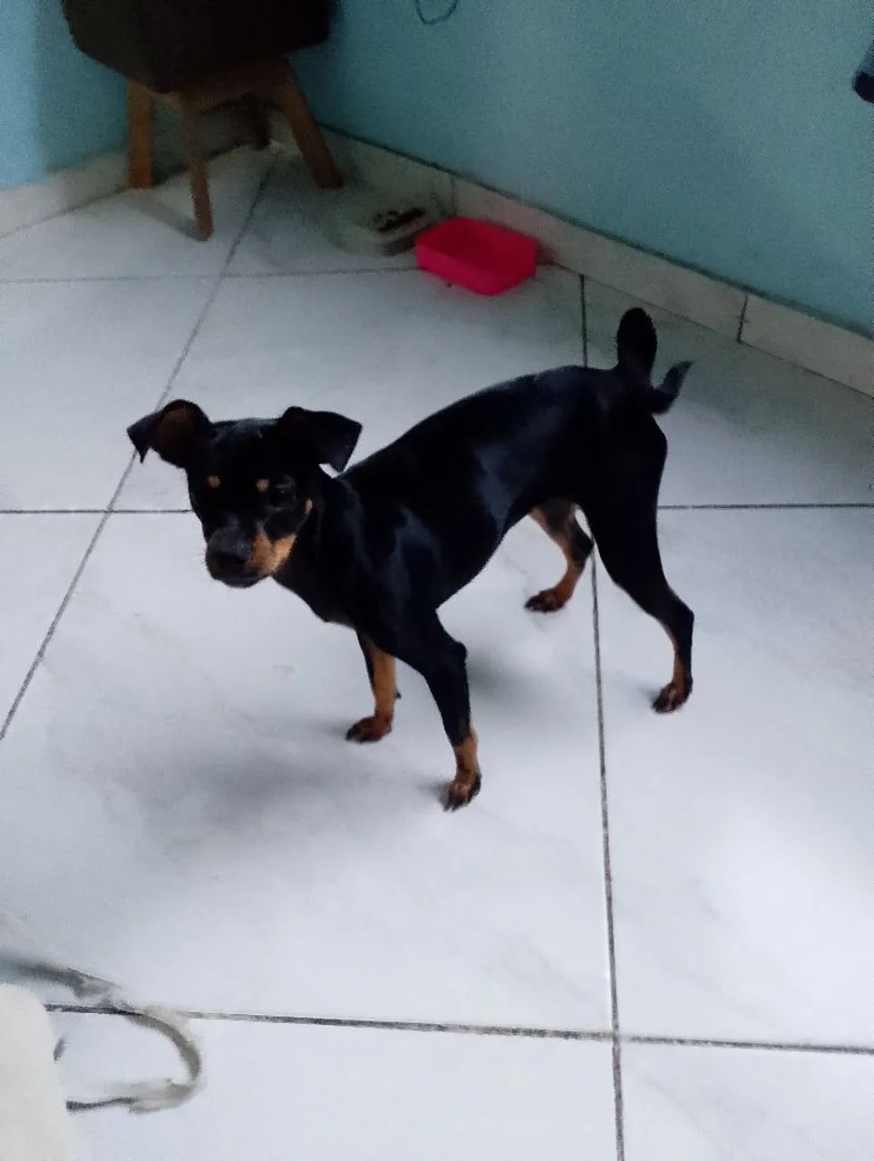 Pinscher doando