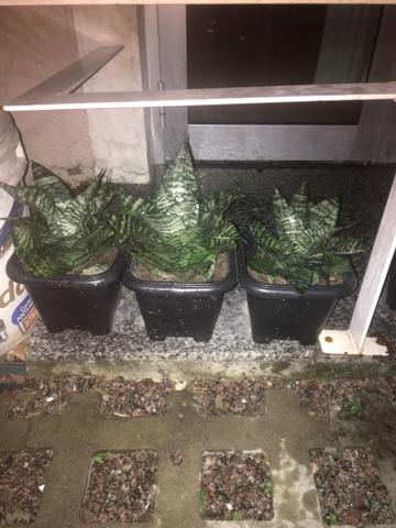 Vendo palmeira Azul e espada de São Jorge - Foto 2