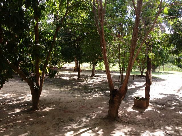 Vende-se Sítio (as margens do riacho gameleira) - Foto 5