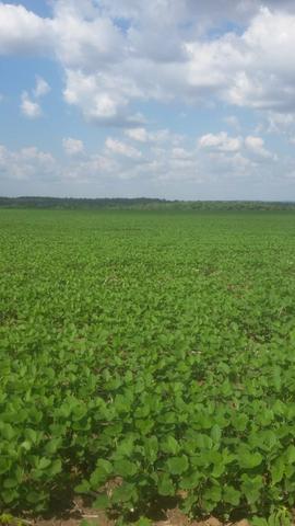 Fazenda de 462 Ha , 300 Ha Lavoura . Redenção - PA .permuta 70% em Fazenda no Paraná - Foto 2