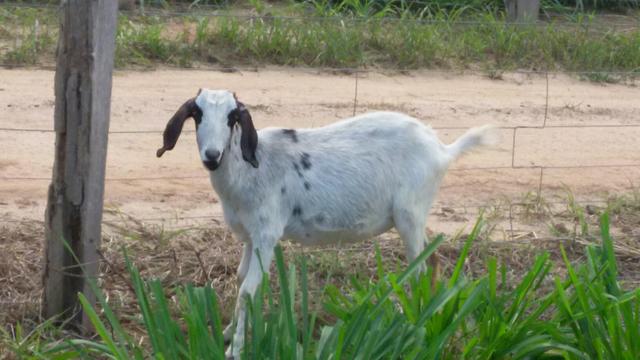 Cabras cabritos a venda - Foto 3
